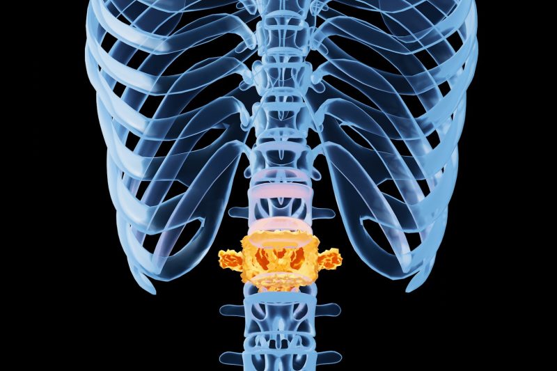 spine
